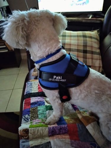 Customer photo review of Lifetime Warranty Personalized NO PULL Dog Harness (FREE Shipping)