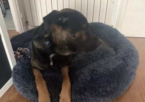 Customer photo review of Pet Calming Bed