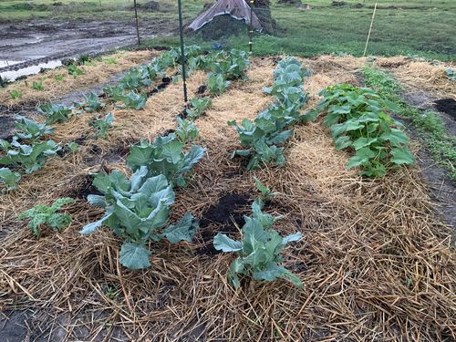 Customer photo review of 16,500 Heirloom Vegetable Seeds 40 Variety Kit with FREE SHIPPING