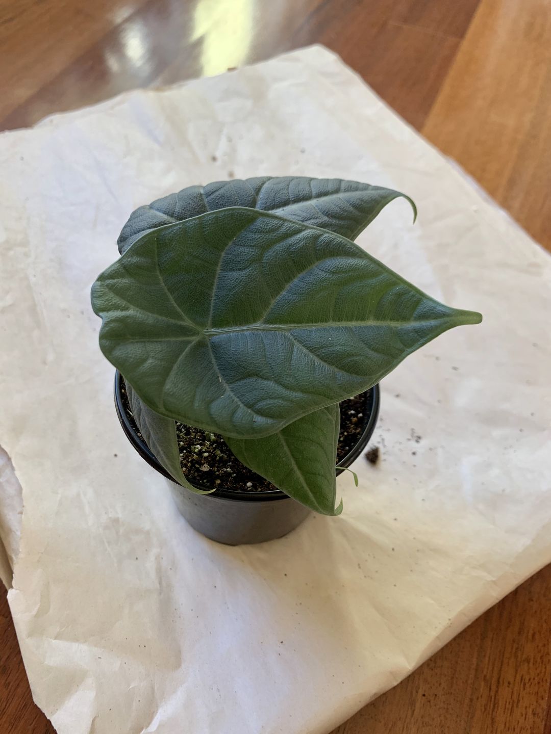 Customer photo review of 4" Alocasia Maharani