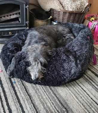 Customer photo review of Pet Calming Bed