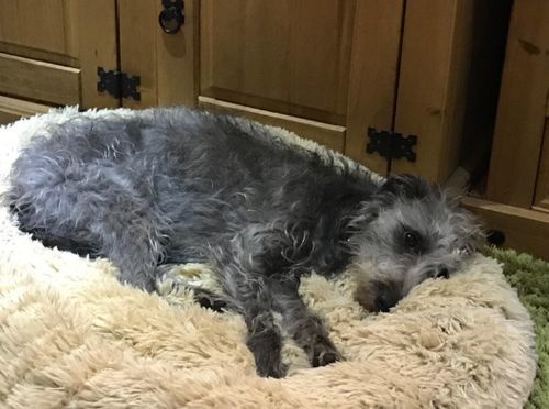 Customer photo review of Pet Calming Bed