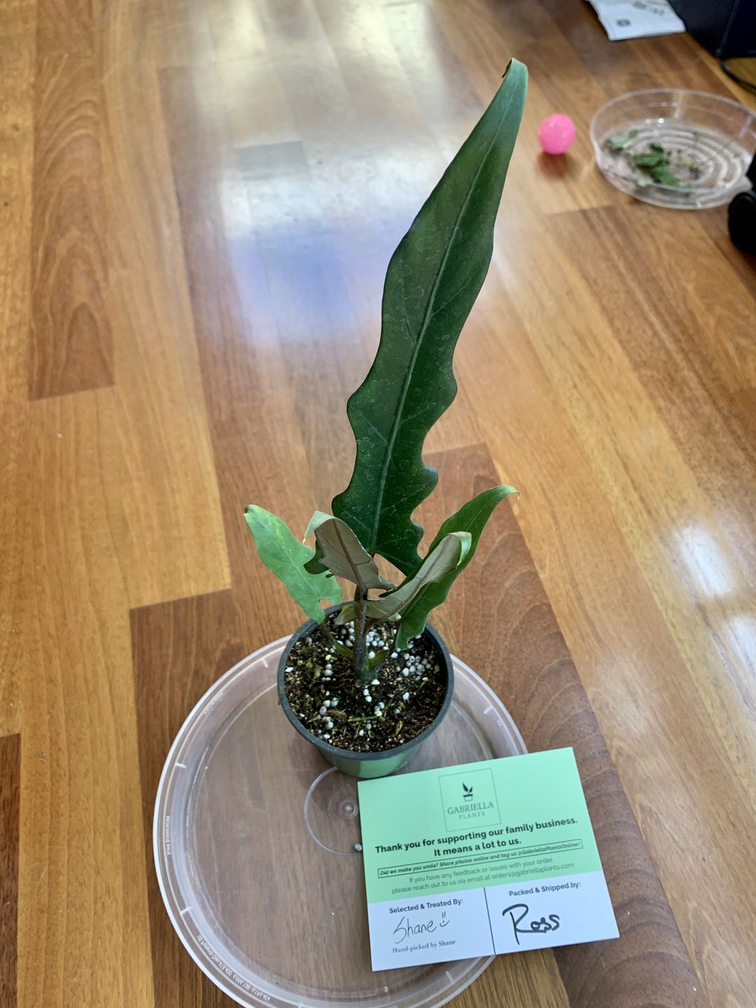 Customer photo review of 4" Alocasia Lauterbachiana