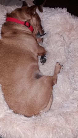 Customer photo review of Pet Calming Bed