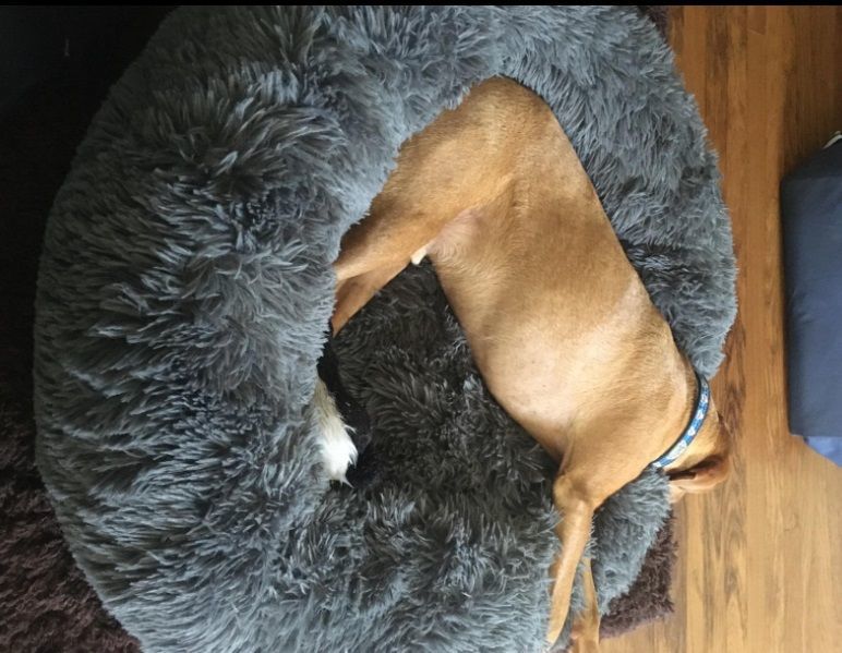 Customer photo review of Pet Calming Bed
