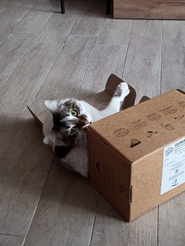 Customer photo review of Cat Lover Juego de 6 Vasos Gatunos 500ML