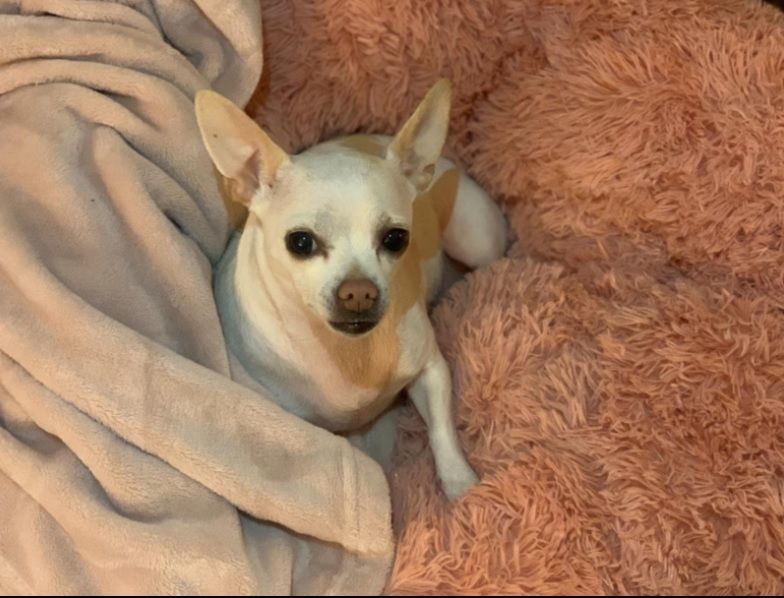 Customer photo review of Pet Calming Bed