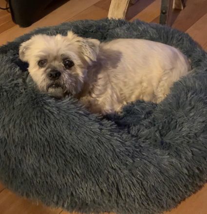 Customer photo review of Pet Calming Bed