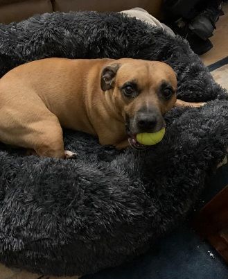 Customer photo review of Pet Calming Bed