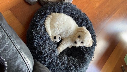 Customer photo review of Pet Calming Bed