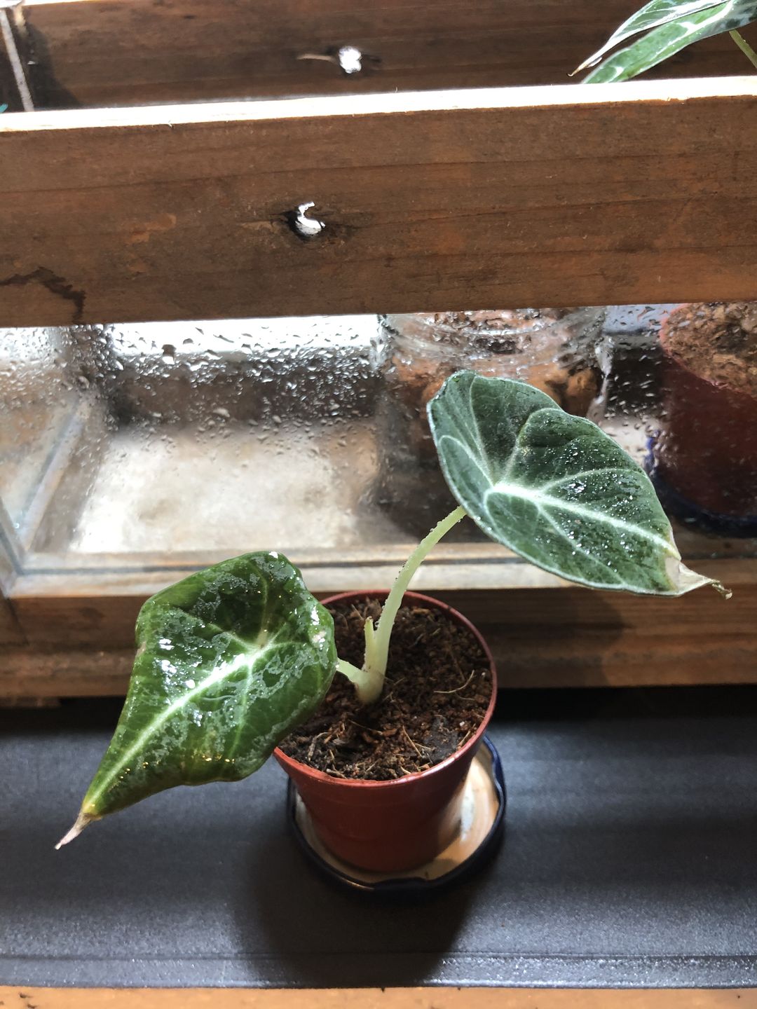 Customer photo review of ALOCASIA BLACK VELVET