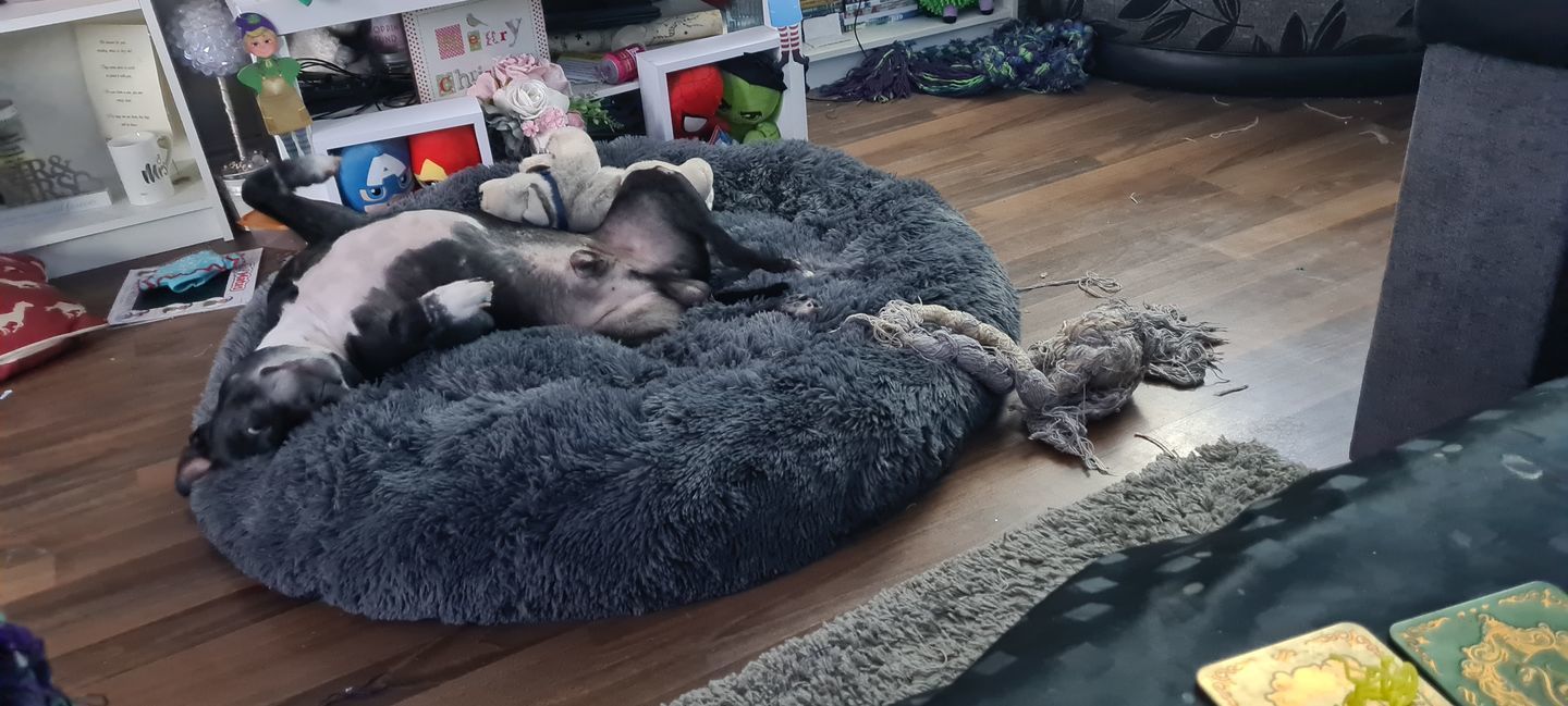 Customer photo review of Pet Calming Bed