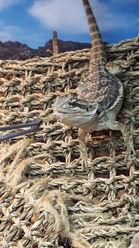 Customer photo review of GrubTerra Fresh Black Soldier Fly Larvae for Reptiles