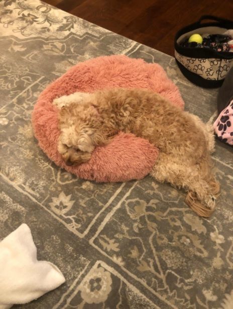 Customer photo review of Pet Calming Bed