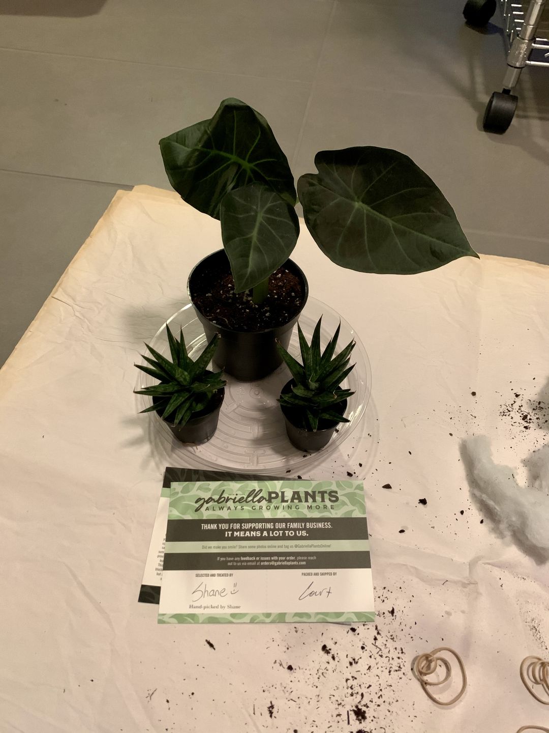 Customer photo review of 4" Alocasia Regal Shield