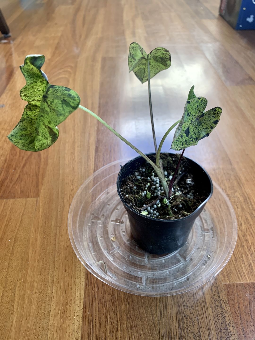 Customer photo review of 4" Colocasia Mojito