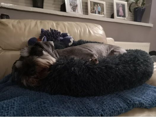 Customer photo review of Pet Calming Bed