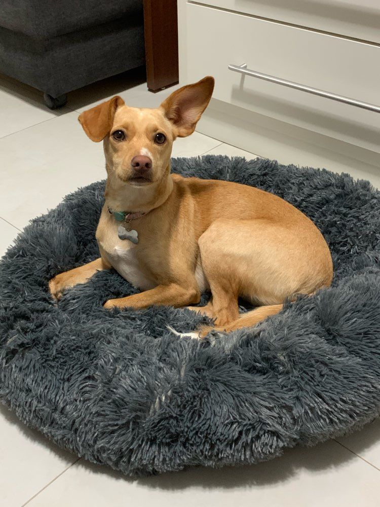 Customer photo review of Pet Calming Bed