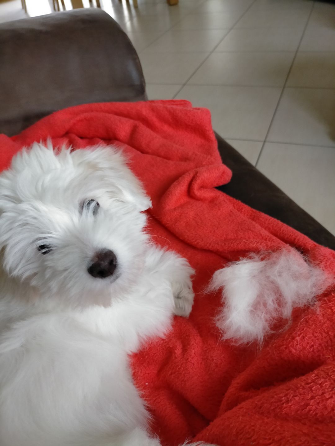 Customer photo review of Peigne de Toilettage Professionnel PuppySafe™