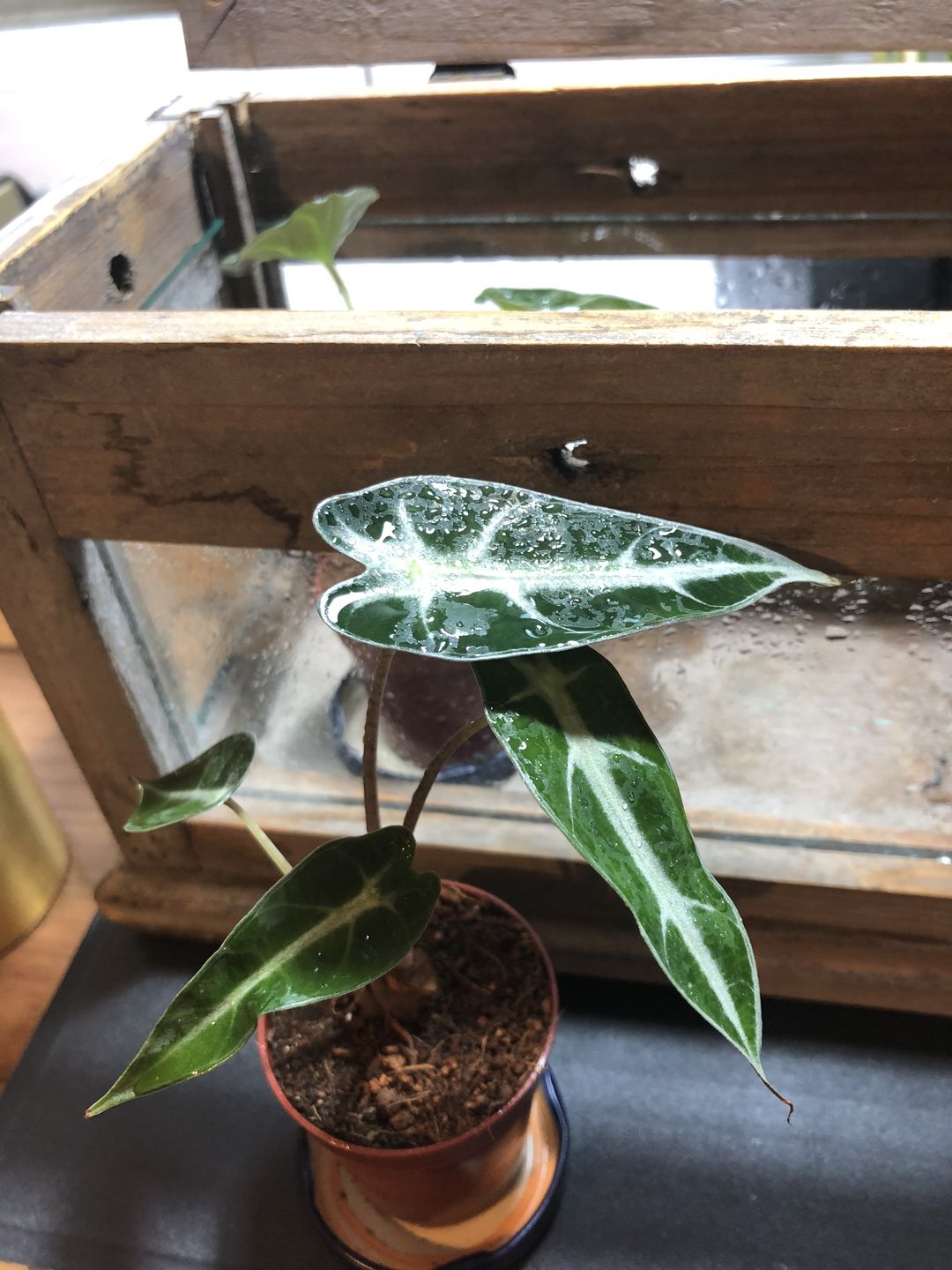 Customer photo review of ALOCASIA BAMBINO