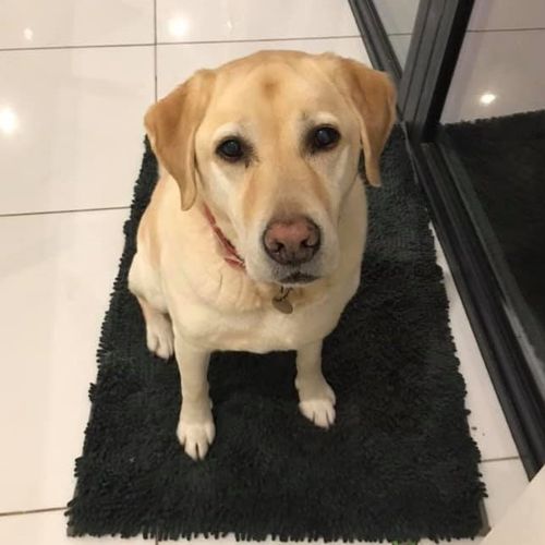 Easy Noodle Mat Steel