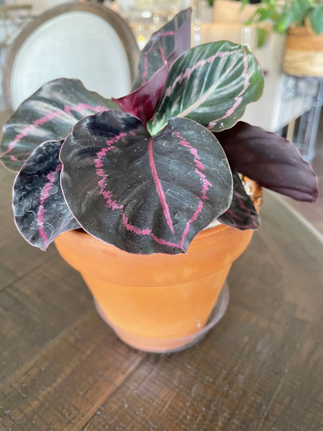 Customer photo review of 4" Calathea roseopicta 'Dottie'