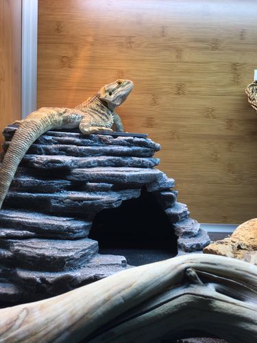 Customer photo review of Zen Corner Cave - Stone