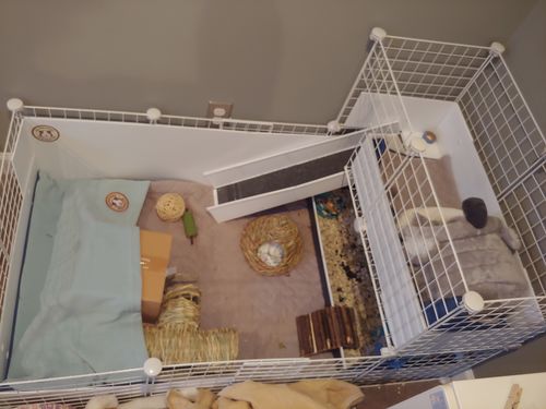 Customer photo review of GuineaDad Crunchy Condo - Pack of 3
