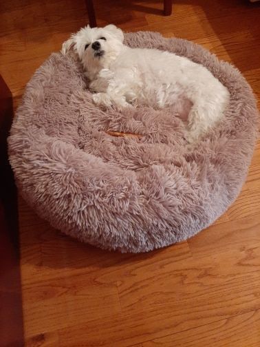 Customer photo review of Pet Calming Bed