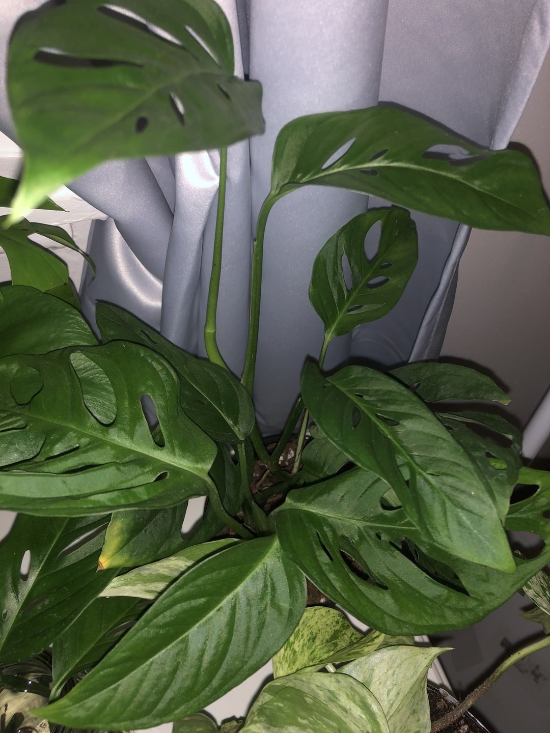Customer photo review of 4" Monstera Adansonii (Narrow Leaf)