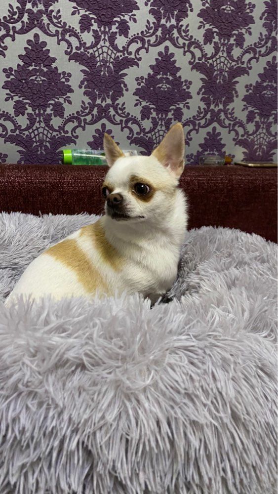 Customer photo review of Pet Calming Bed