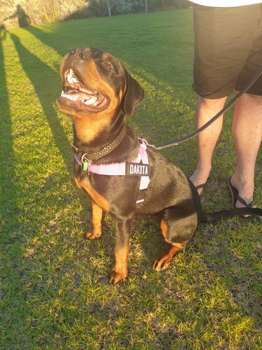 Customer photo review of DF Co. Purple Dog Harness
