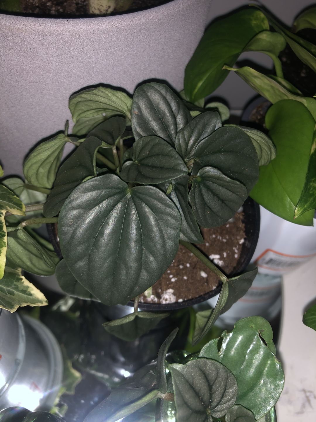 Customer photo review of 4" Peperomia caperata 'Frost'