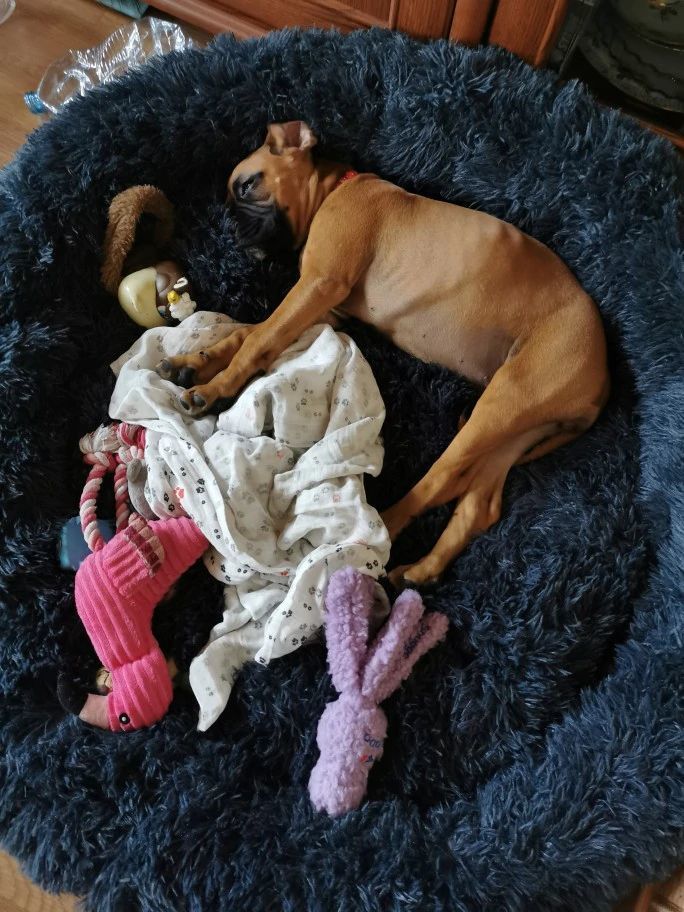 Customer photo review of Pet Calming Bed