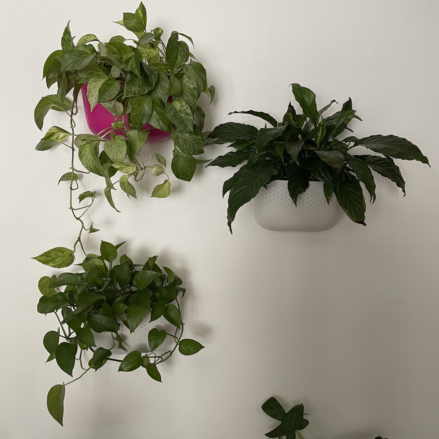 Customer photo review of Eco White Wall Planter