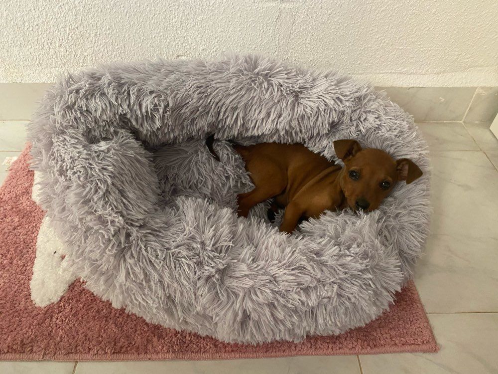 Customer photo review of Pet Calming Bed