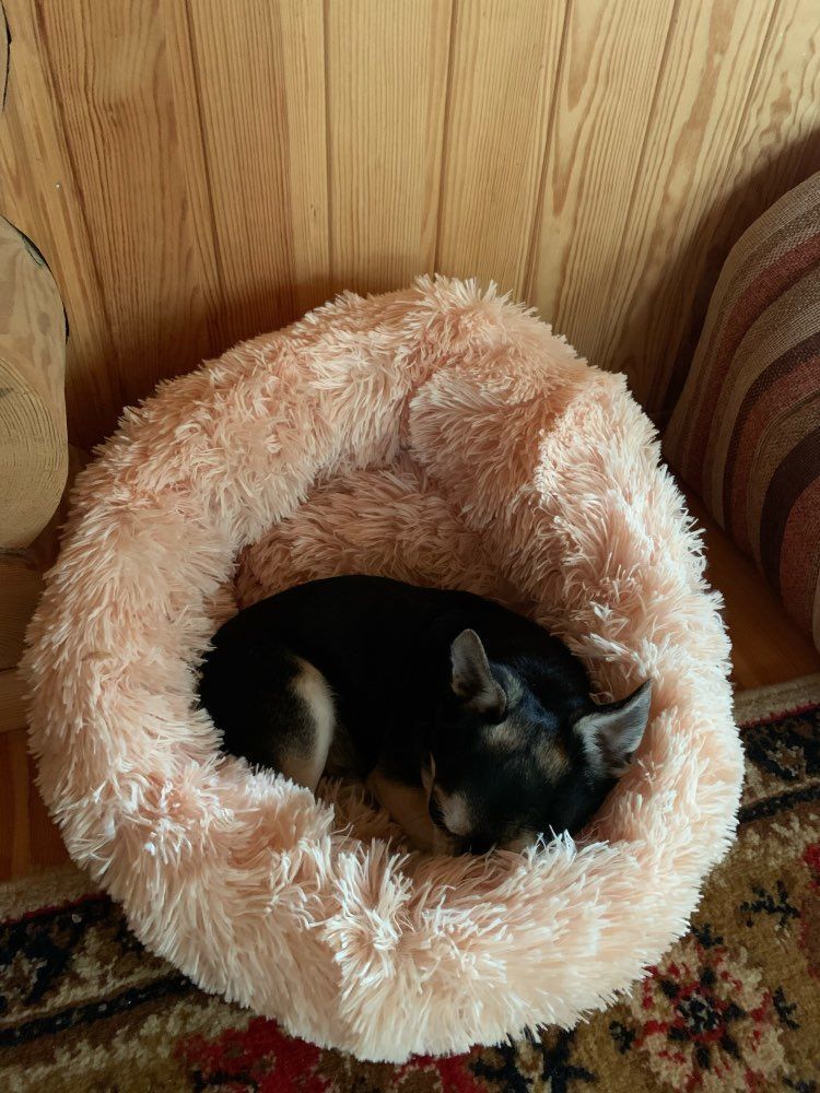 Customer photo review of Pet Calming Bed