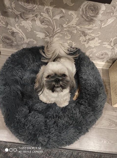 Customer photo review of Pet Calming Bed