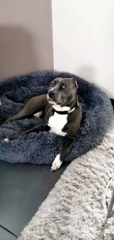 Customer photo review of Pet Calming Bed