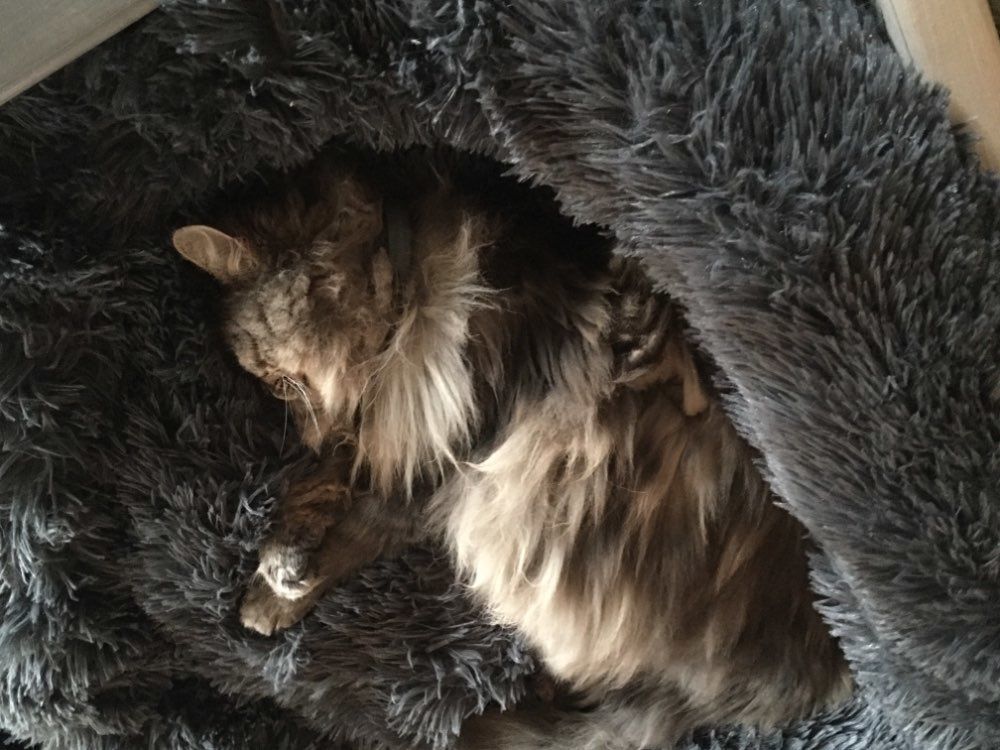 Customer photo review of Pet Calming Bed