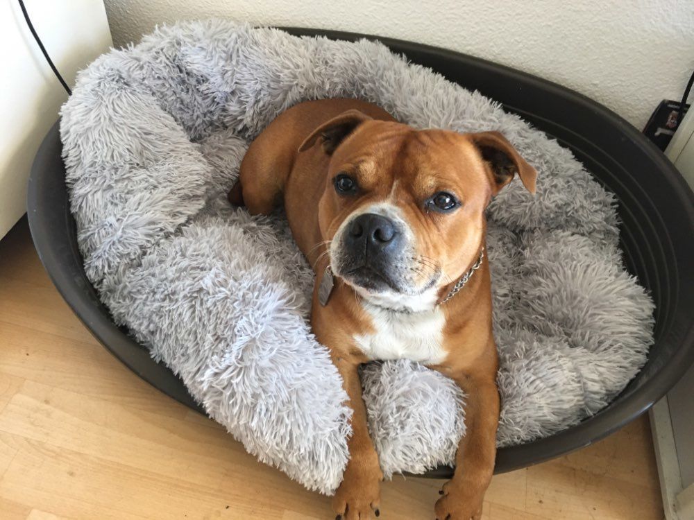 Customer photo review of Pet Calming Bed