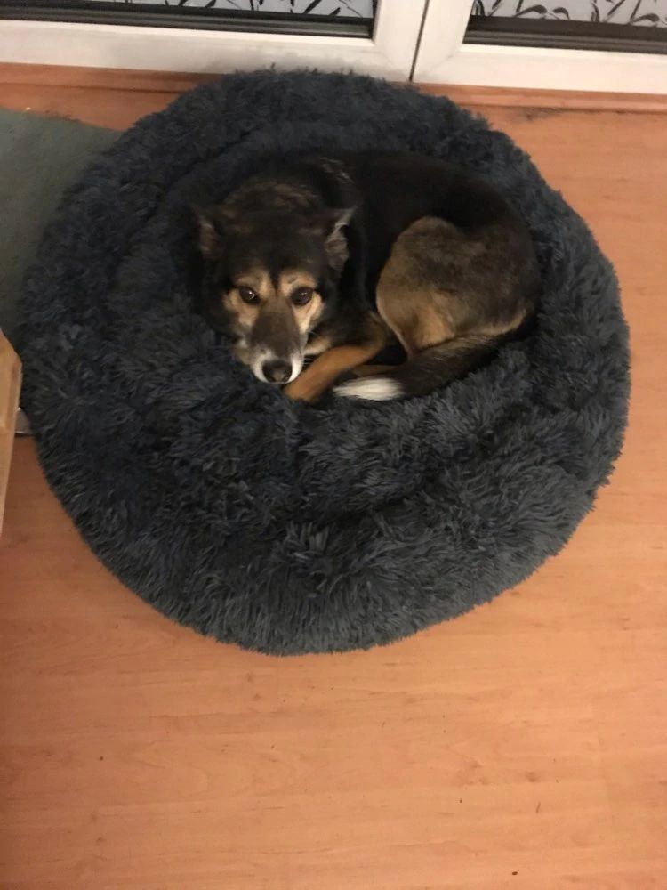 Customer photo review of Pet Calming Bed