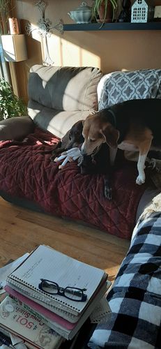Customer photo review of Kamala Harris Chew Toy