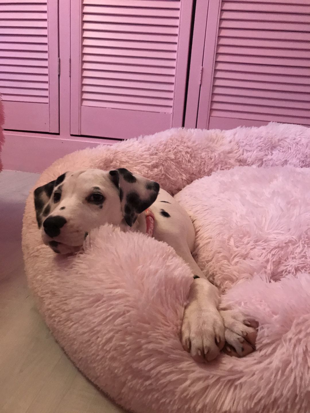 Customer photo review of Pet Calming Bed