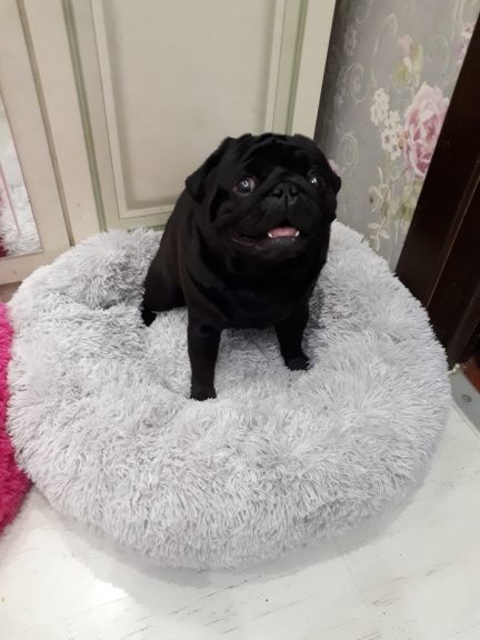 Customer photo review of Pet Calming Bed