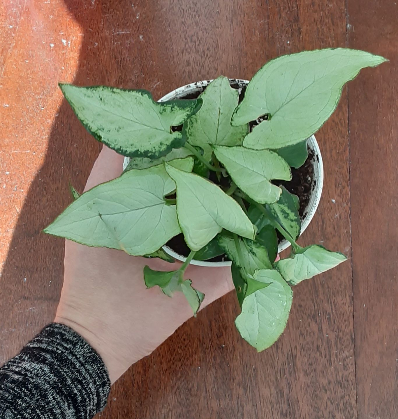 Customer photo review of 4" Syngonium Holly M