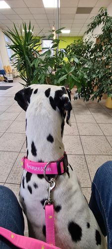 Customer photo review of Prinzessin - Neon - Hundehalsband