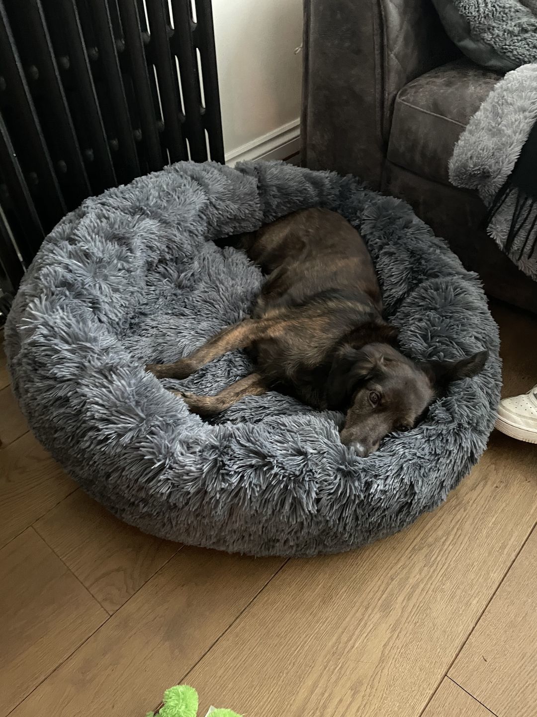 Customer photo review of Pet Calming Bed