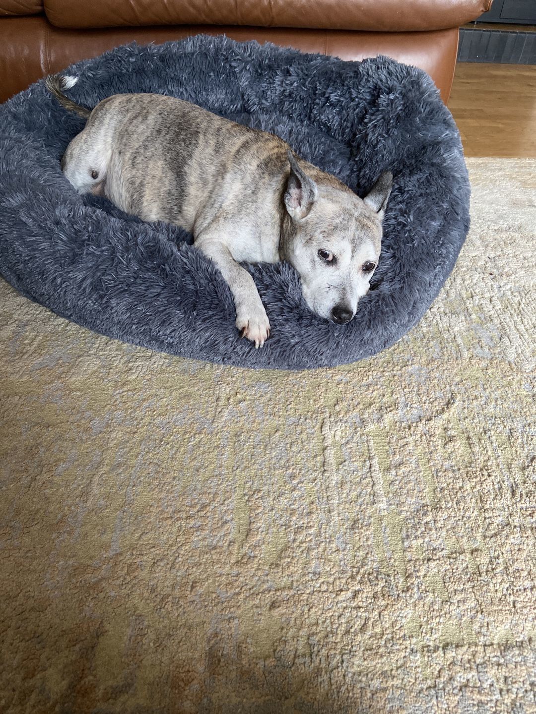 Customer photo review of Pet Calming Bed
