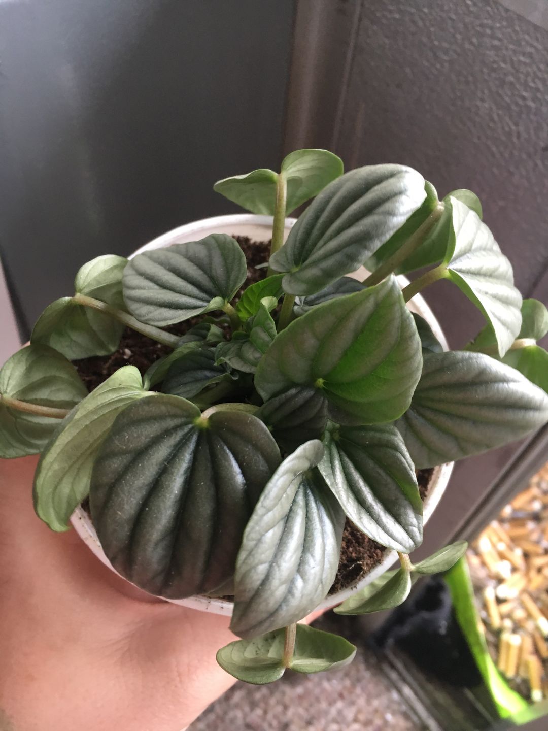 Customer photo review of 4" Peperomia caperata 'Frost'